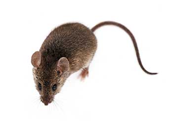 Rodent Proofing | Attic Cleaning Simi Valley, CA