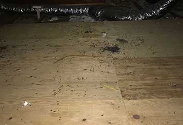 How To Recognize a Rat Infestation | Attic Cleaning Simi Valley, CA